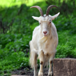 What Is Wajib Qurbani (Obligatory Sacrifice)?